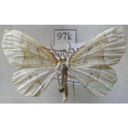 Cepphis advenaria (Hübner, 1790) male Cefis borówczak Slovakia97k